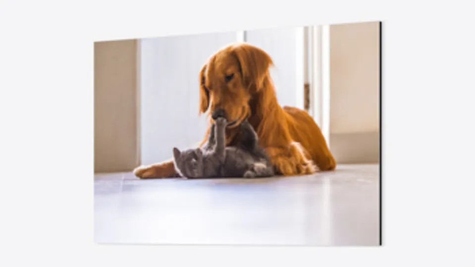 Metal Photo Prints Main